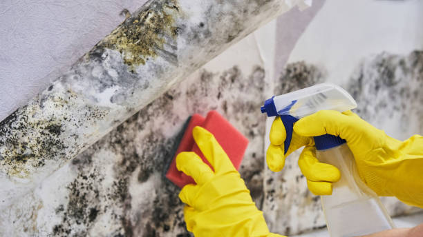 Why You Should Choose Our Mold Remediation Services in Vonore, TN